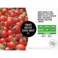 Tomate cerise Sweet greffée