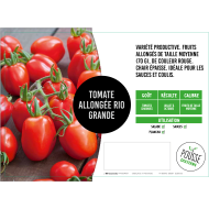 Tomate allongée type Roma