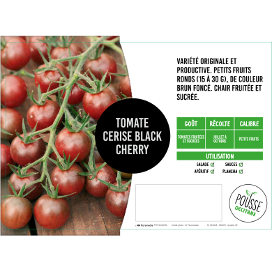 Tomate cerise Black Cherry