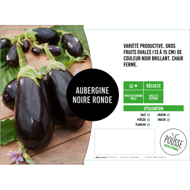Aubergine ronde