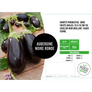 Aubergine ronde