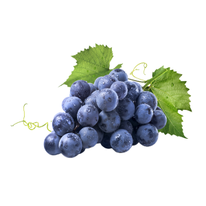 Vignes