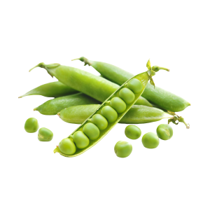 Haricots, pois, fèves